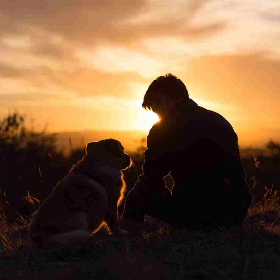 dog memorial poems for pet loss comfort and remembrance