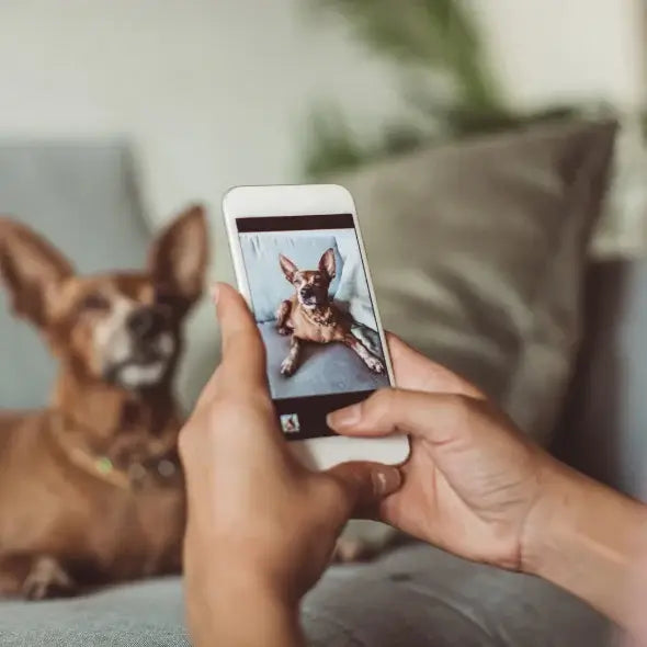 Custom Pet Memorial Portrait Step 1 — Upload Your Favorite Photo