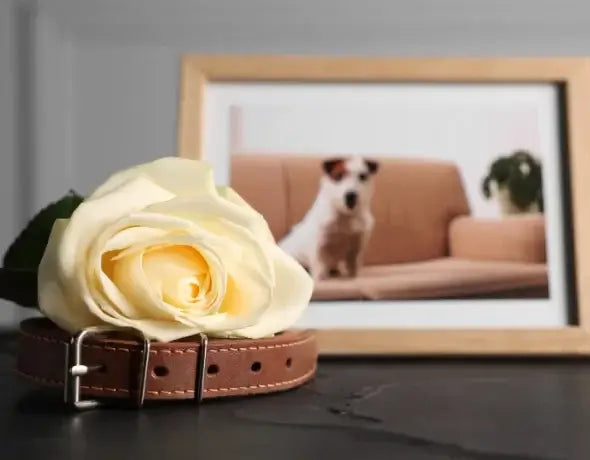 emotional pet memorial portrait inspired by quiet everyday moments with a beloved dog